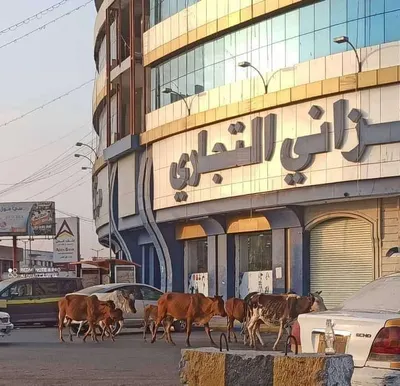 اخبار اليمن الان الحدث اليوم عاجل 