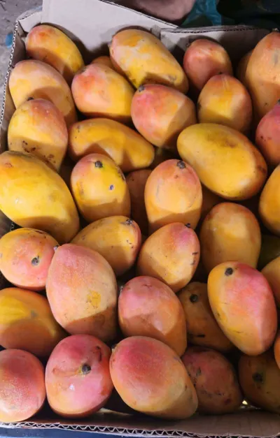 اخبار اليمن الان ارتفاع اسعار عصير المانجا عدن اخبار اليمن الان الحدث اليوم عاجل