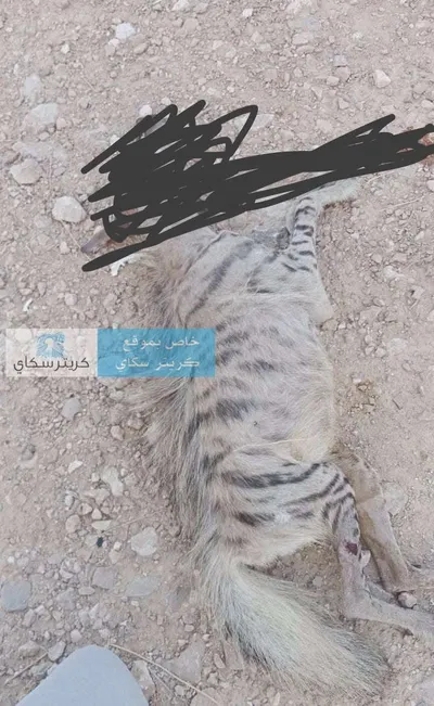 اخبار اليمن الان هجومه واصابة بحضرموت يأخذون ويقتلونه اخبار اليمن الان الحدث اليوم عاجل