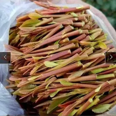 اخبار اليمن الان محافظة الدخول بملاحقة البائعين والمتعاطين اخبار اليمن الان الحدث اليوم عاجل