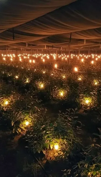 اخبار اليمن الان مزارعو وعمران يشعلون النيران اشتداد اخبار اليمن الان الحدث اليوم عاجل