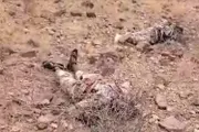 كريتر إسكاي اخبار اليمن الان الإعلام العسكري العثور الصومالية الحوثيين اخبار اليمن الان الحدث اليوم عاجل كريتر إسكاي