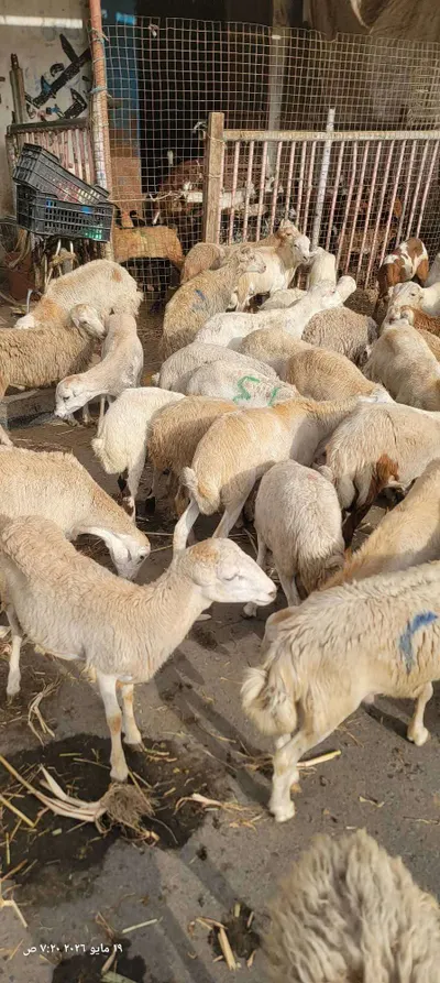 اخبار اليمن الان ارتفاع كبير أسعار الأضاحي بعدن اخبار اليمن الان الحدث اليوم عاجل