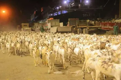 اخبار اليمن الان غموض تصدير المواشي الصومال لليمن اخبار اليمن الان الحدث اليوم عاجل