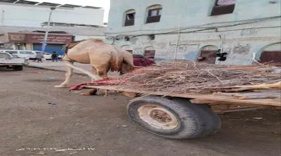 اخبار اليمن الان بائعي الحطب العاصمة الغاز المنزلي اخبار اليمن الان الحدث اليوم عاجل
