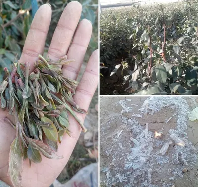 اخبار اليمن الان أجزاء المرتفعات أضرارا بالمحاصيل الزراعية اخبار اليمن الان الحدث اليوم عاجل