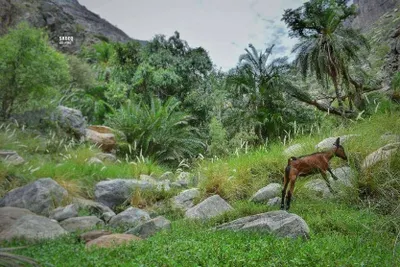 اخبار اليمن الان ومتع نظرك الطبيعة الساحرة مناطق اخبار اليمن الان الحدث اليوم عاجل