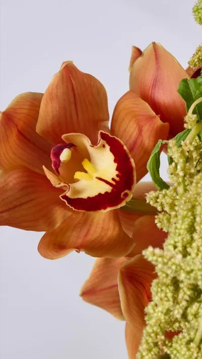 اخبار اليمن الان flower society تستقبل الخريف مستوحاة اخبار اليمن الان الحدث اليوم عاجل