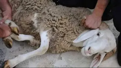 اخبار اليمن الان الخروف الأضحى رسالة لتغيير حياتك اخبار اليمن الان الحدث اليوم عاجل