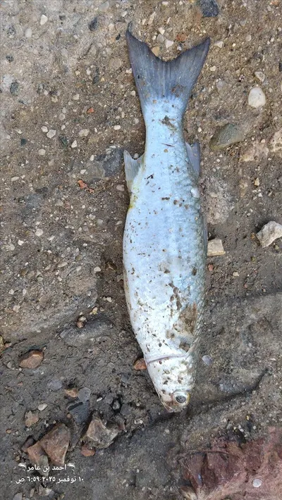 اخبار اليمن الان المكلا يتحول ويصطاد غنيمته الجميع اخبار اليمن الان الحدث اليوم عاجل