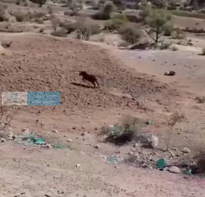 اخبار اليمن الان مواطنون يقومون باضحية بالرصاص الضالع اخبار اليمن الان الحدث اليوم عاجل