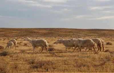 اخبار اليمن الان برنامج الموسمي بمحمية عبدالله الملكية اخبار اليمن الان الحدث اليوم عاجل