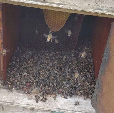 اخبار اليمن الان مادة سامة والنحال يناشد بالإنصاف اخبار اليمن الان الحدث اليوم عاجل