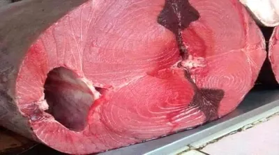 اخبار اليمن الان أسعار الأسماك الاثنين عدن 23 اخبار اليمن الان الحدث اليوم عاجل