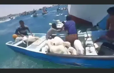 اخبار اليمن الان انقلاب بالكباش وصيادون يتدخلون الحمولة اخبار اليمن الان الحدث اليوم عاجل
