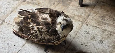 اخبار اليمن الان بالصور العثور طائر نادر المندب اخبار اليمن الان الحدث اليوم عاجل