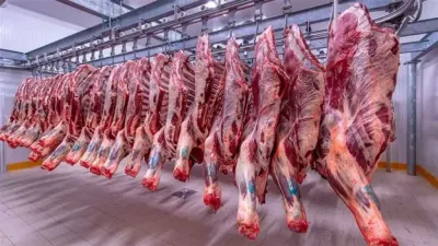 اخبار اليمن الان أسعار اللحوم مصر الجمعة 2025 اخبار اليمن الان الحدث اليوم عاجل