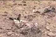 صحيفة المرصد اخبار اليمن الان المقاومة الوطنية العثور لعناصر الصومالية اخبار اليمن الان الحدث اليوم عاجل صحيفة المرصد