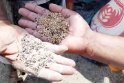 صحيفة الثورة صنعاء اخبار اليمن الان لموسم غربلة البذور المحاصيل الفاقد اخبار اليمن الان الحدث اليوم عاجل صحيفة الثورة صنعاء