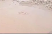 صحيفة المرصد اخبار اليمن الان نساء أسرة واحدة المحصامة بمديرية اخبار اليمن الان الحدث اليوم عاجل صحيفة المرصد