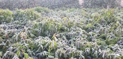 اخبار اليمن الان ابتداء الإثنين أجواء باردة الاماكن اخبار اليمن الان الحدث اليوم عاجل