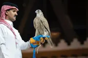 عاجل السعودية اخبار اليمن الان صقرين الليلة الصقور المنغولية والصيد اخبار اليمن الان الحدث اليوم عاجل عاجل السعودية