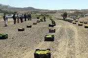 صحيفة الثورة صنعاء اخبار اليمن الان مديرية بمحافظة القافلة الأعناب للمرابطين اخبار اليمن الان الحدث اليوم عاجل صحيفة الثورة صنعاء