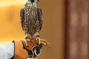 عاجل السعودية اخبار اليمن الان الشاهين الصقور المزاد الدولي لمزارع اخبار اليمن الان الحدث اليوم عاجل عاجل السعودية