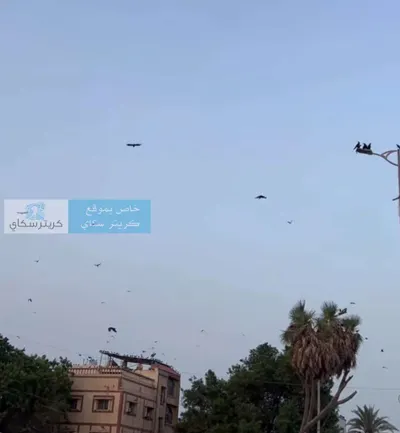 اخبار اليمن الان إطلاقها مكافحة الغربان علامات استفهام اخبار اليمن الان الحدث اليوم عاجل