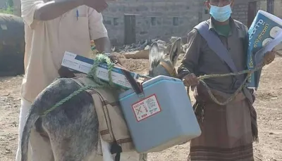 اخبار اليمن الان حمار شبوة يثير سخرية واسعة اخبار اليمن الان الحدث اليوم عاجل