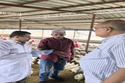 عدن تايم اخبار اليمن الان النيوكاسل الأولي للدواجن والإجهاد الحراري اخبار اليمن الان الحدث اليوم عاجل عدن تايم