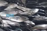 اخبار اليمن الان الحدث اليوم عاجل كريتر إسكاي