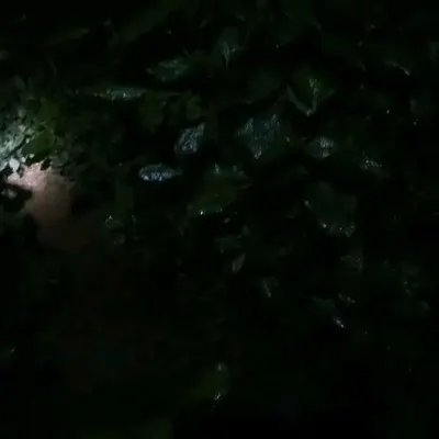 اخبار اليمن الان الضريب يغزو مزارع القات صورة اخبار اليمن الان الحدث اليوم عاجل