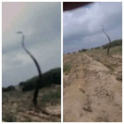 اخبار اليمن الان الكوبرا تتسبب بنزوح للسكان المحافظة اخبار اليمن الان الحدث اليوم عاجل