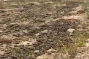 اخبار اليمن الان الحدث اليوم عاجل صدى الساحل