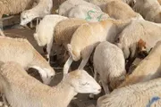 كريتر إسكاي اخبار اليمن الان ارتفاع كبير أسعار الأضاحي بعدن اخبار اليمن الان الحدث اليوم عاجل كريتر إسكاي