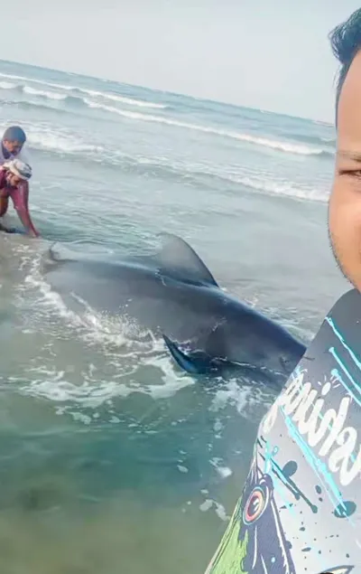 اخبار اليمن الان إنقاذ دولفين شواطئ العثور إرهاق اخبار اليمن الان الحدث اليوم عاجل