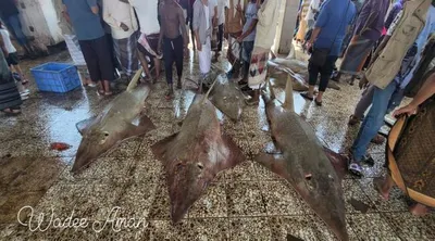 اخبار اليمن الان حراج صيرة بعدن يشهد خيالي اخبار اليمن الان الحدث اليوم عاجل