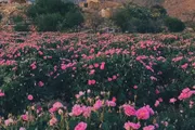 عاجل السعودية اخبار اليمن الان بالزراعة الطائفي مقومات السياحة الطائف اخبار اليمن الان الحدث اليوم عاجل عاجل السعودية