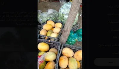 اخبار اليمن الان شطارة استثمار لكانت اليمن والخليج اخبار اليمن الان الحدث اليوم عاجل