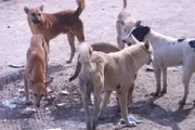 عرب تايم اخبار اليمن الان اخبار وتقارير انهيار المنظومة الصحية اخبار اليمن الان الحدث اليوم عاجل عرب تايم