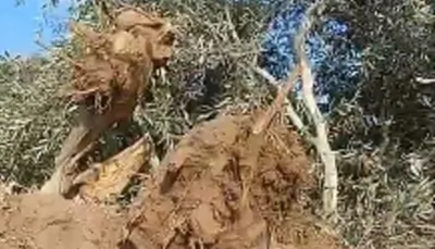 اخبار اليمن الان الاحتلال يقتلع أكثر شجرة زيتون اخبار اليمن الان الحدث اليوم عاجل