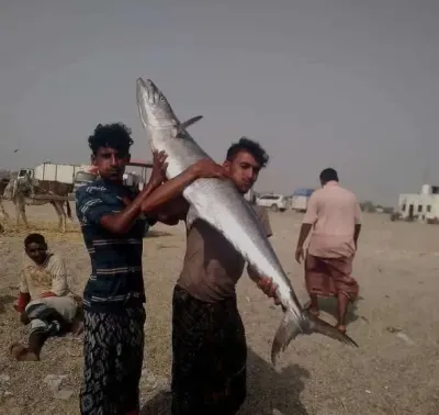 اخبار اليمن الان تراجع جنوني الديرك بالخوخة الكيلو اخبار اليمن الان الحدث اليوم عاجل