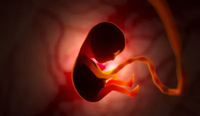 اخبار اليمن الان استشارية نساء عوامل تحدد الجنين اخبار اليمن الان الحدث اليوم عاجل