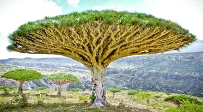 اخبار اليمن الان الزراعة سقطرى بتاريخ مستمد حضارتها اخبار اليمن الان الحدث اليوم عاجل