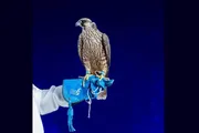 عاجل السعودية اخبار اليمن الان صقرين الليلة المركز الوطني للصقور اخبار اليمن الان الحدث اليوم عاجل عاجل السعودية