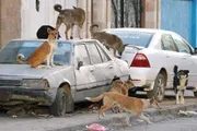 اخبار اليمن الان الحدث اليوم عاجل صدى الساحل