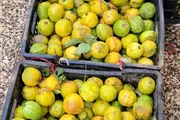 اخبار اليمن الان الحدث اليوم عاجل كريتر إسكاي