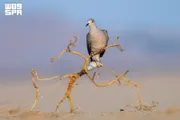 عاجل السعودية اخبار اليمن الان تستقبل الطيور المهاجرة موسمية الأحيائي اخبار اليمن الان الحدث اليوم عاجل عاجل السعودية