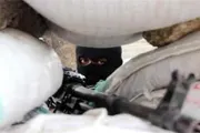 عرب تايم اخبار اليمن الان اخبار وتقارير مواطنة الأغنام اليمنية اخبار اليمن الان الحدث اليوم عاجل عرب تايم